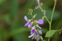 Desmodium cuspidatum longifolium