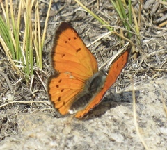 Lycaena cupreus