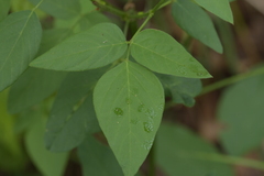 Desmodium cuspidatum longifolium