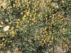 Erigeron inornatus