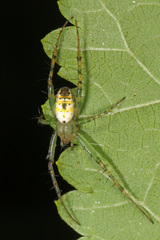 Mangora spiculata