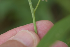 Desmodium cuspidatum longifolium