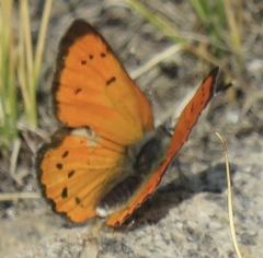 Lycaena cupreus