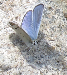 Plebejus fridayi
