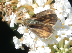 Hylephila phyleus