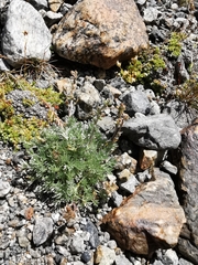 Artemisia umbelliformis