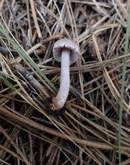 Inocybe lilacina