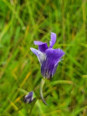 Gentianopsis detonsa
