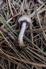 Inocybe lilacina