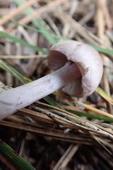 Inocybe lilacina