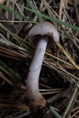Inocybe lilacina
