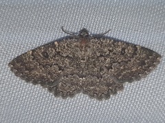 Gnophini