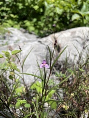Tripogandra angustifolia