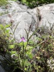 Tripogandra angustifolia