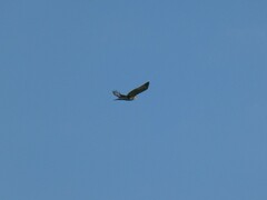 Buteo regalis