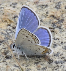 Plebejus fridayi