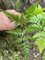 Davallia solida