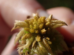 Sphagnum balticum