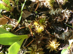 Sphagnum balticum