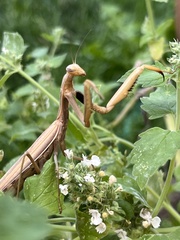 Mantis religiosa