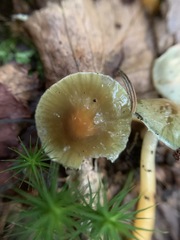 Gliophorus psittacinus image