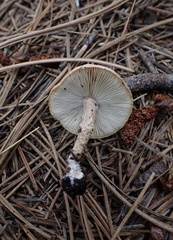 Cystoderma granosum