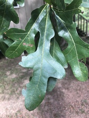 Quercus austrina