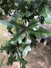 Quercus austrina