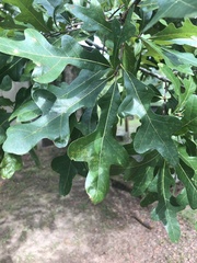 Quercus austrina