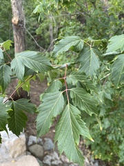 Acer negundo
