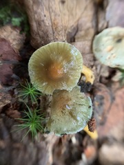 Gliophorus psittacinus image