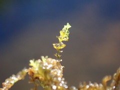 Jungermannia exsertifolia