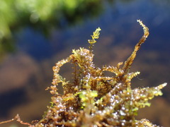 Jungermannia exsertifolia