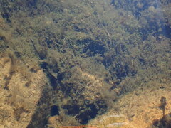 Jungermannia exsertifolia