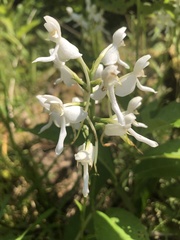 Platanthera integrilabia