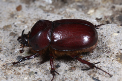 Phyllognathus excavatus
