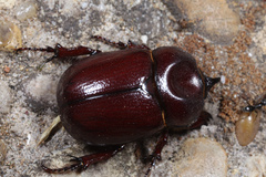 Phyllognathus excavatus