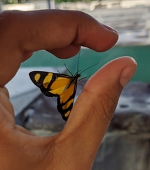 Phaeochlaena solilucis