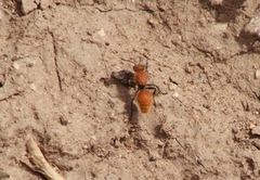 Dasymutilla stevensi