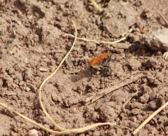 Dasymutilla stevensi