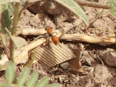 Dasymutilla stevensi