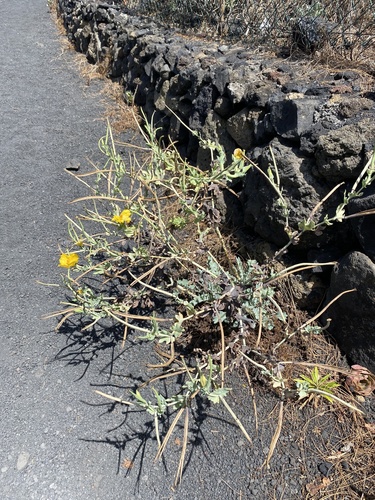 Glaucium flavum image