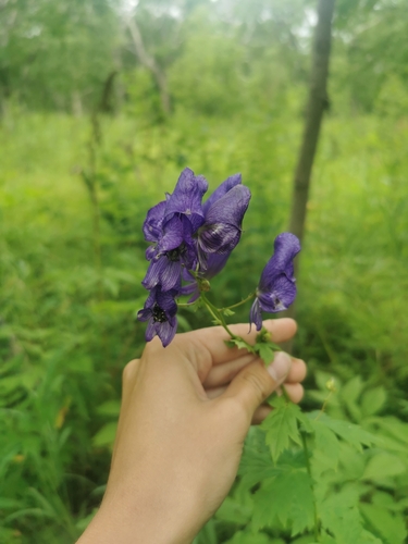 Image of Aconitum fischeri by (c) Валерия Ковалева, some rights reserved (CC BY)