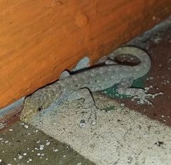 Gonatodes albogularis albogularis