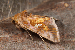 Chrysodeixis chalcites