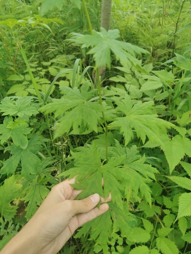 Image of Aconitum fischeri by (c) Валерия Ковалева, some rights reserved (CC BY)