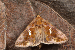 Chrysodeixis chalcites