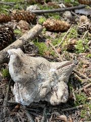 Sarcodon stereosarcinon