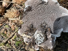 Sarcodon stereosarcinon