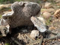 Sarcodon stereosarcinon